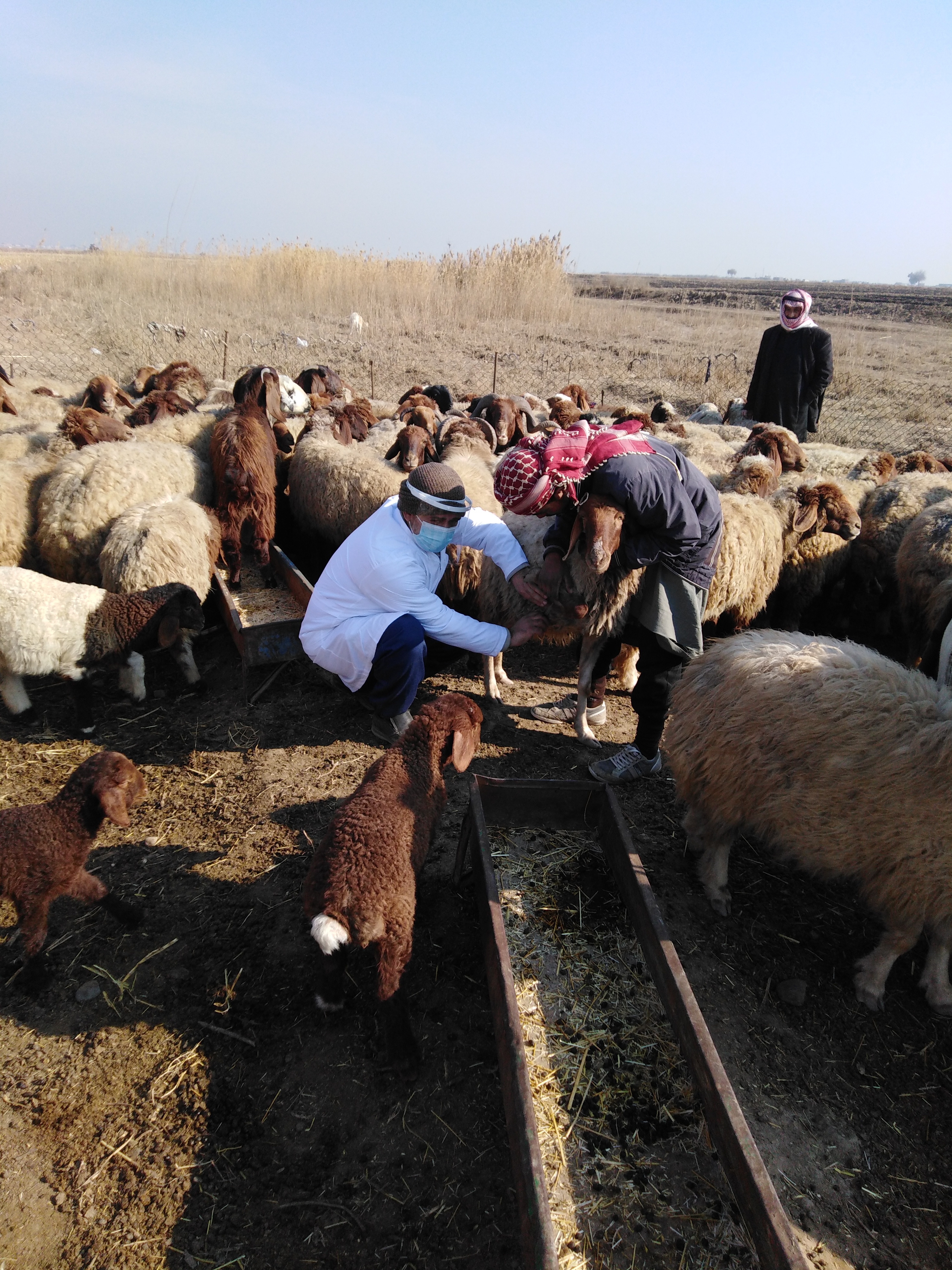 Strengthening veterinary care in Raqqa (Syria) through new veterinary clinics and mobile vet services to reach remote livestock communities